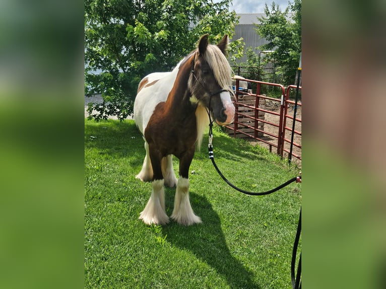 Tinker Caballo castrado 4 años 140 cm Pío in New York