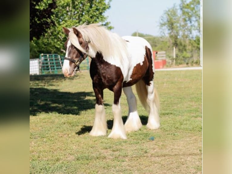 Tinker Caballo castrado 4 años 140 cm Pío in New York