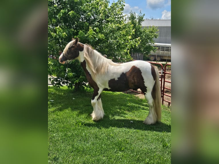 Tinker Caballo castrado 4 años 140 cm Pío in New York