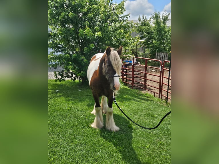 Tinker Caballo castrado 4 años 140 cm Pío in New York