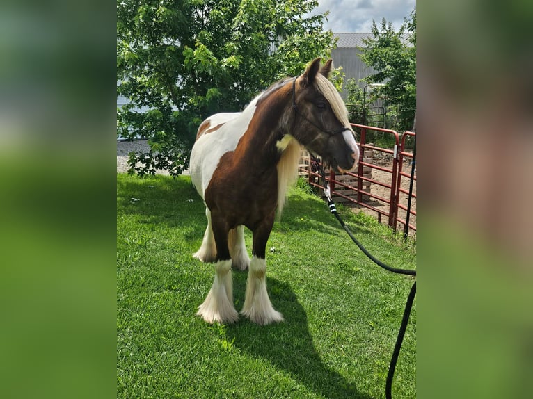 Tinker Caballo castrado 4 años 140 cm Pío in New York