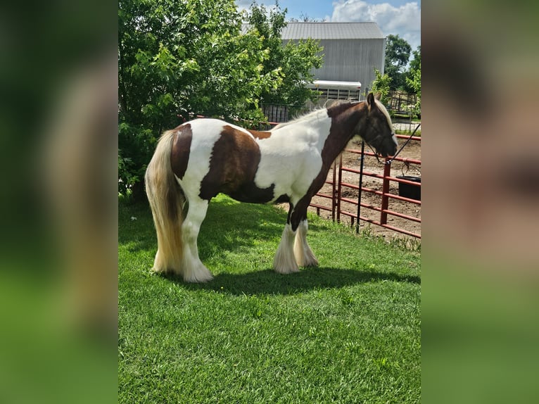 Tinker Caballo castrado 4 años 140 cm Pío in New York