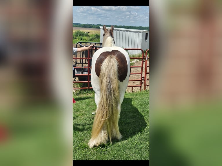 Tinker Caballo castrado 4 años 140 cm Pío in New York