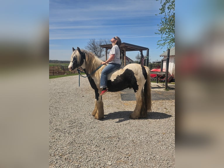 Tinker Caballo castrado 4 años 140 cm Pío in New York