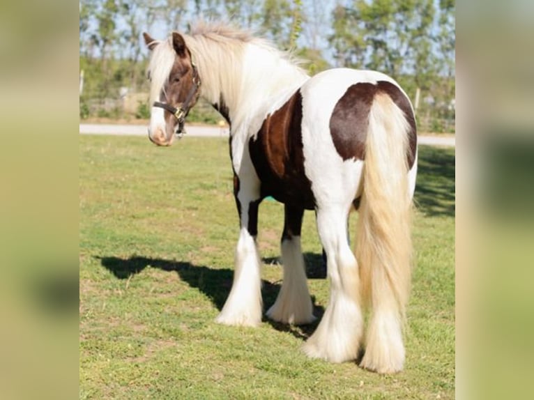 Tinker Caballo castrado 4 años 140 cm Pío in New York