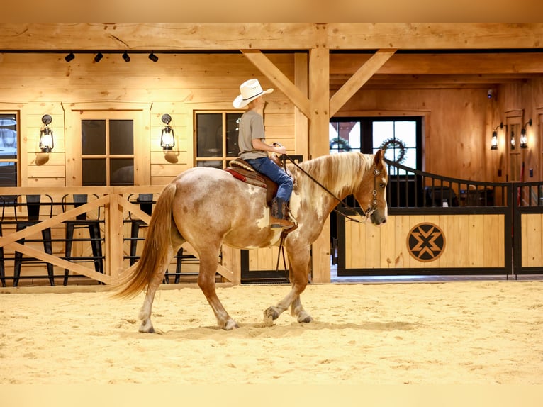 Tinker Mestizo Caballo castrado 4 años 142 cm  in Needmore, PA