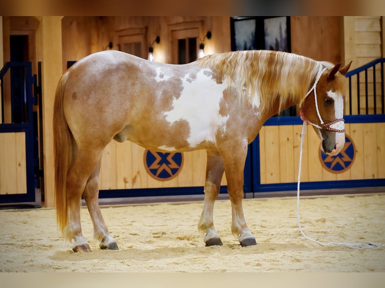 Tinker Mestizo Caballo castrado 4 años 142 cm  in Needmore, PA