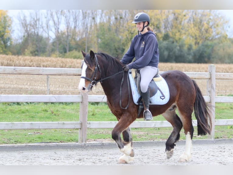 Tinker Caballo castrado 4 años 142 cm Castaño in Bogaarden