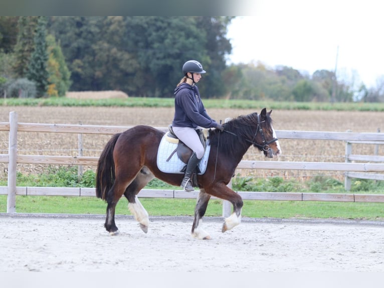 Tinker Caballo castrado 4 años 142 cm Castaño in Bogaarden