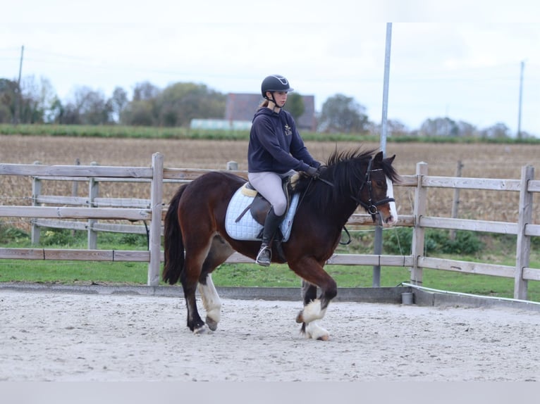 Tinker Caballo castrado 4 años 142 cm Castaño in Bogaarden