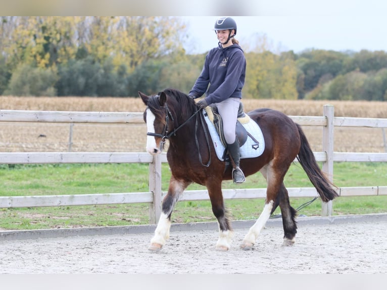 Tinker Caballo castrado 4 años 142 cm Castaño in Bogaarden