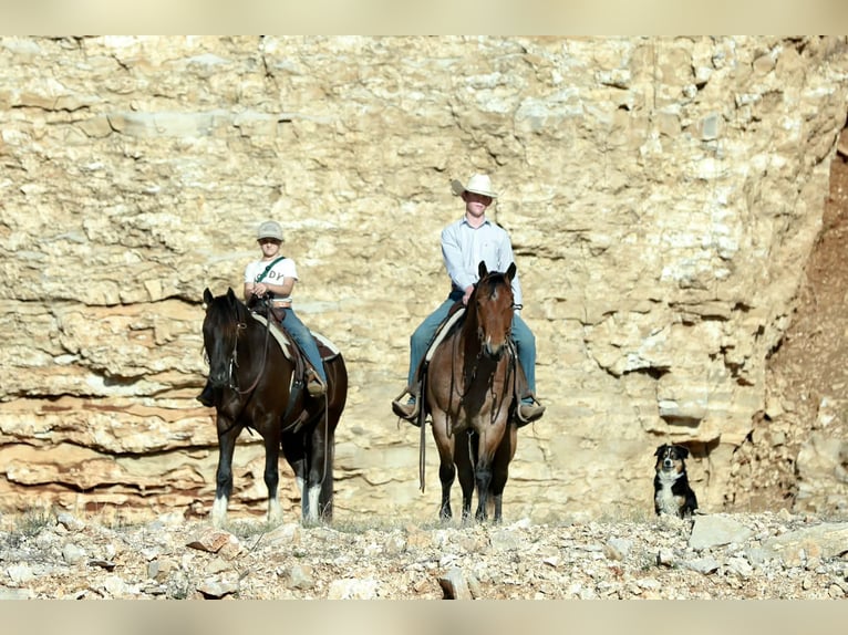 Tinker Mestizo Caballo castrado 4 años 142 cm Negro in Mount Vernon