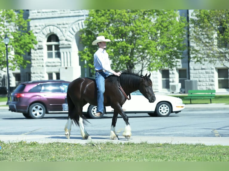 Tinker Mestizo Caballo castrado 4 años 142 cm Negro in Mount Vernon