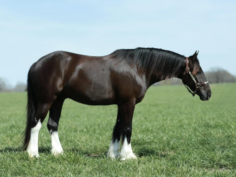 Tinker Mestizo Caballo castrado 4 años 142 cm Negro in Mount Vernon