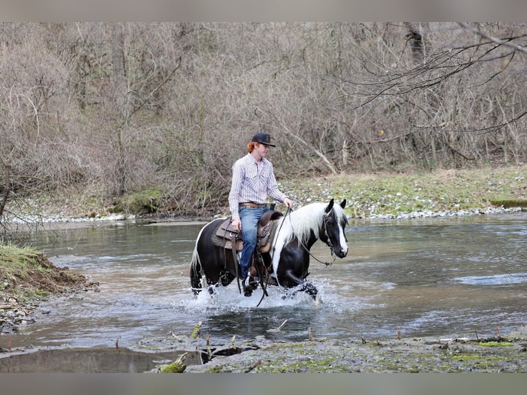 Tinker Mestizo Caballo castrado 4 años 142 cm Pío in Mc Connellsburg