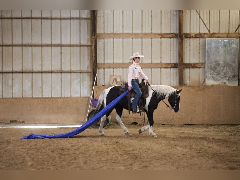 Tinker Mestizo Caballo castrado 4 años 142 cm Pío in Mc Connellsburg
