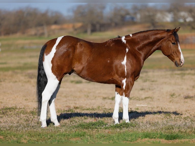 Tinker Mestizo Caballo castrado 4 años 142 cm Pío in Mc Connellsburg