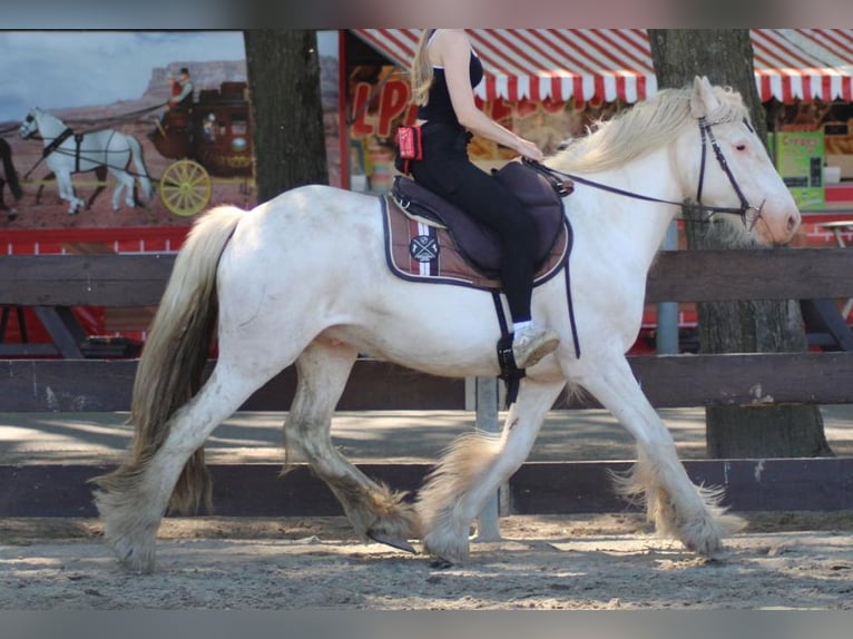 Tinker Caballo castrado 4 años 143 cm Tordo in Lathen