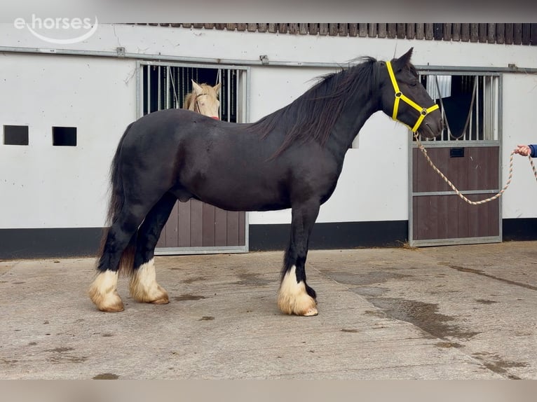 Tinker Caballo castrado 4 años 144 cm Negro in Pepingen