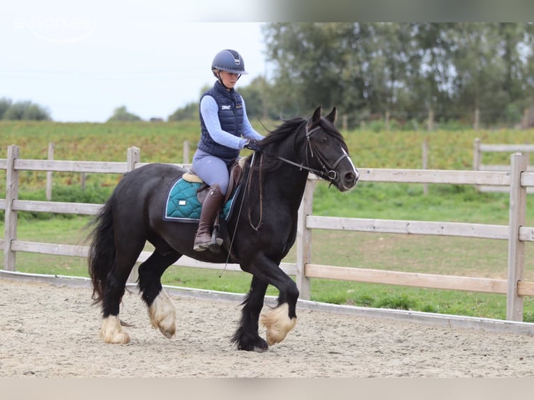 Tinker Caballo castrado 4 años 144 cm Negro in Pepingen