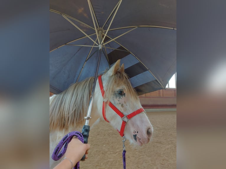 Tinker Caballo castrado 4 años 145 cm Atigrado/Moteado in Achstetten