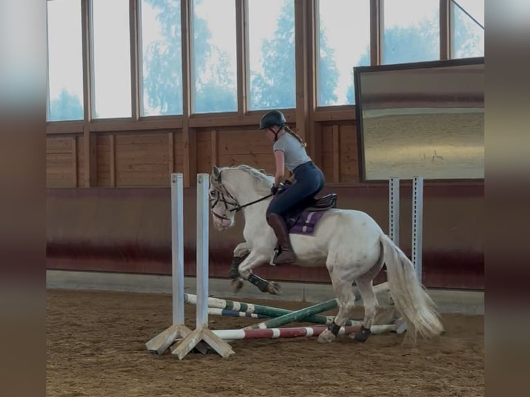 Tinker Caballo castrado 4 años 145 cm Atigrado/Moteado in Achstetten
