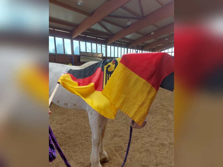 Tinker Caballo castrado 4 años 145 cm Atigrado/Moteado in Achstetten