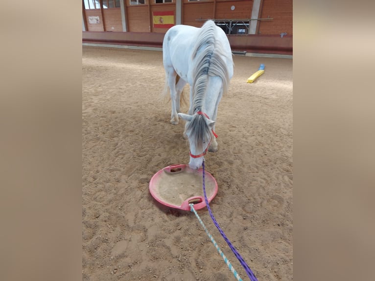 Tinker Caballo castrado 4 años 145 cm Atigrado/Moteado in Achstetten