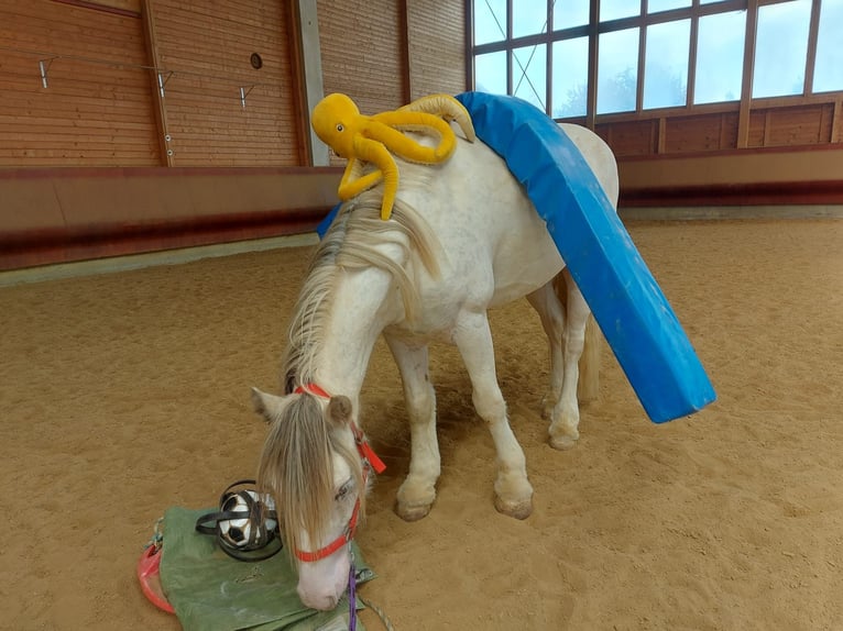 Tinker Caballo castrado 4 años 145 cm Atigrado/Moteado in Achstetten