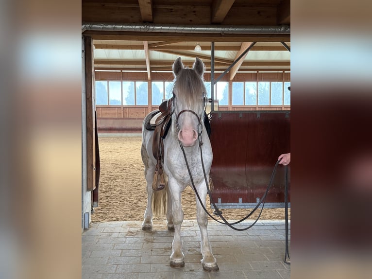 Tinker Caballo castrado 4 años 145 cm Atigrado/Moteado in Achstetten