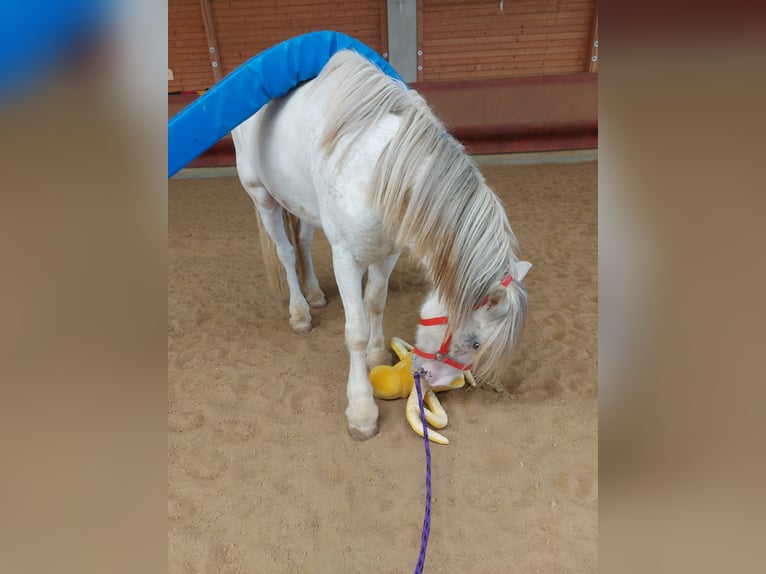 Tinker Caballo castrado 4 años 145 cm Atigrado/Moteado in Achstetten