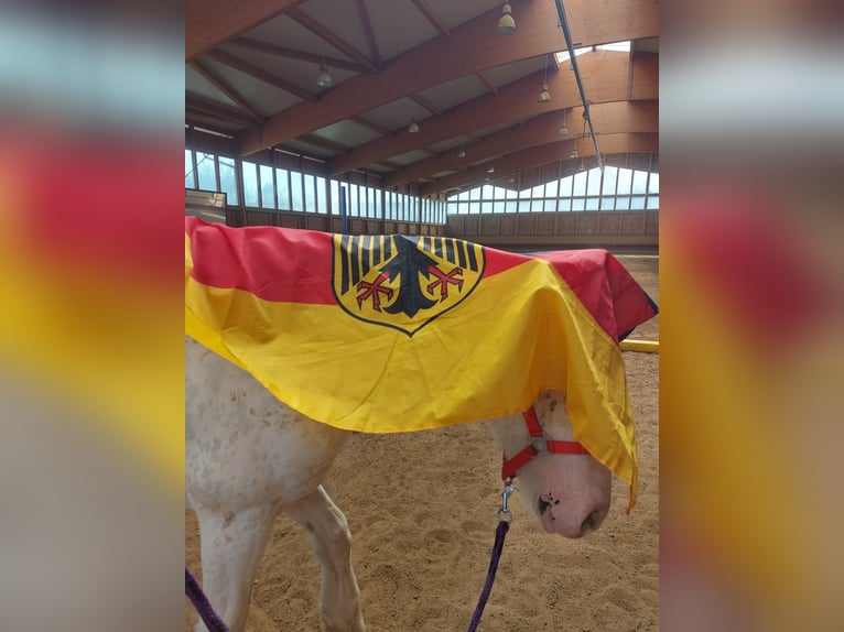 Tinker Caballo castrado 4 años 145 cm Atigrado/Moteado in Achstetten