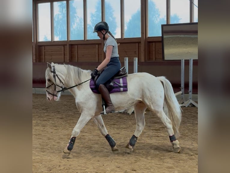 Tinker Caballo castrado 4 años 145 cm Atigrado/Moteado in Achstetten