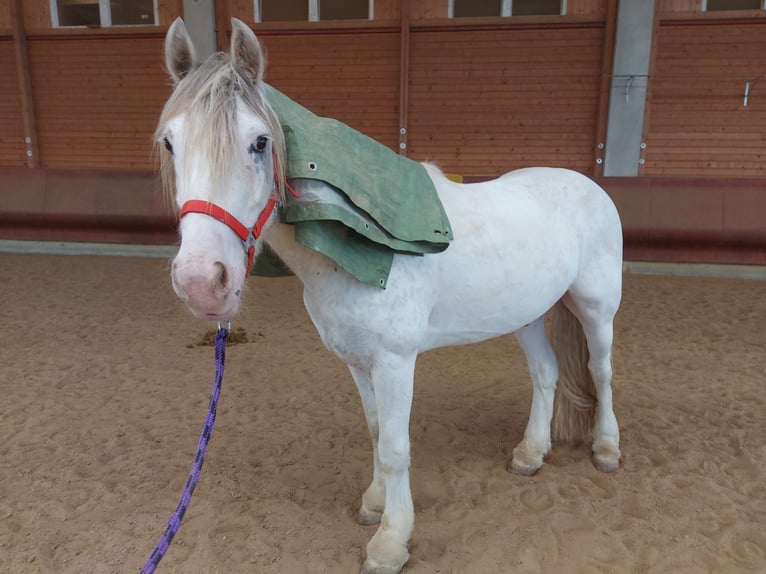 Tinker Caballo castrado 4 años 145 cm Atigrado/Moteado in Achstetten
