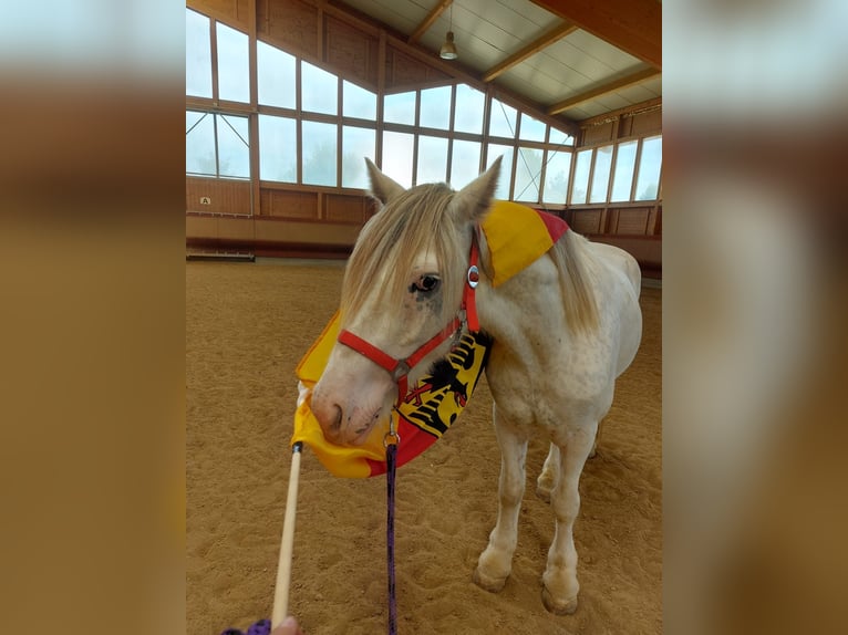 Tinker Caballo castrado 4 años 145 cm Atigrado/Moteado in Achstetten