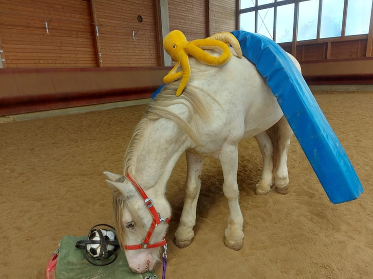 Tinker Caballo castrado 4 años 145 cm Atigrado/Moteado in Achstetten