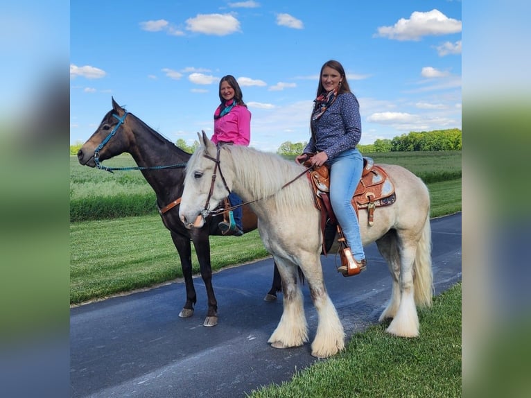 Tinker Caballo castrado 4 años 145 cm Palomino in Mount Vernon