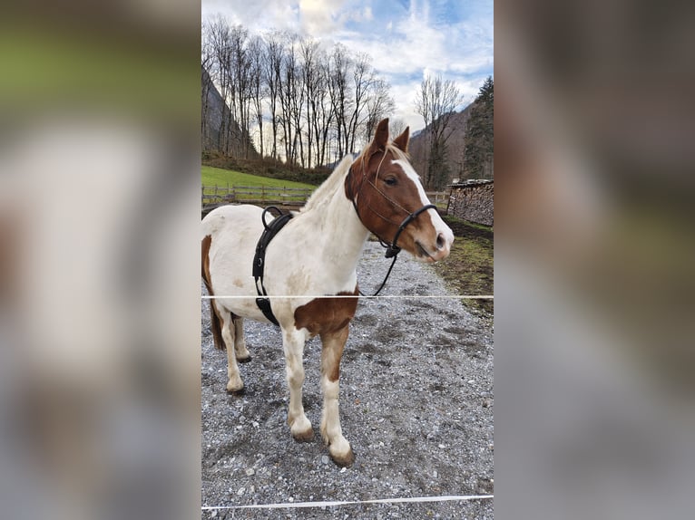 Tinker Mestizo Caballo castrado 4 años 145 cm Pío in Dalaas