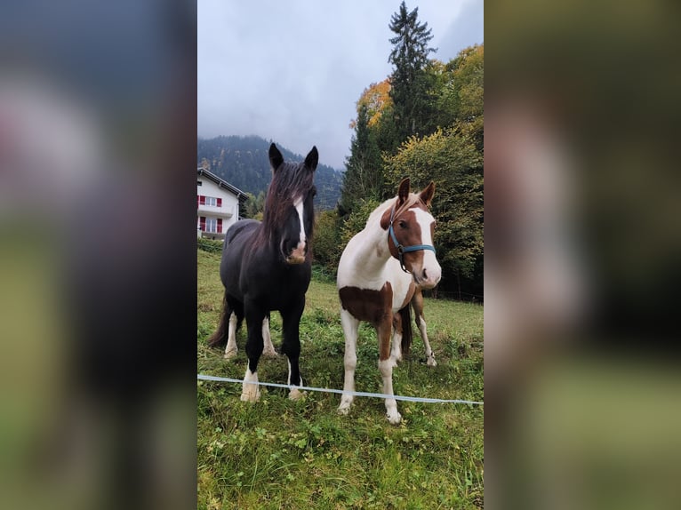 Tinker Mestizo Caballo castrado 4 años 145 cm Pío in Dalaas