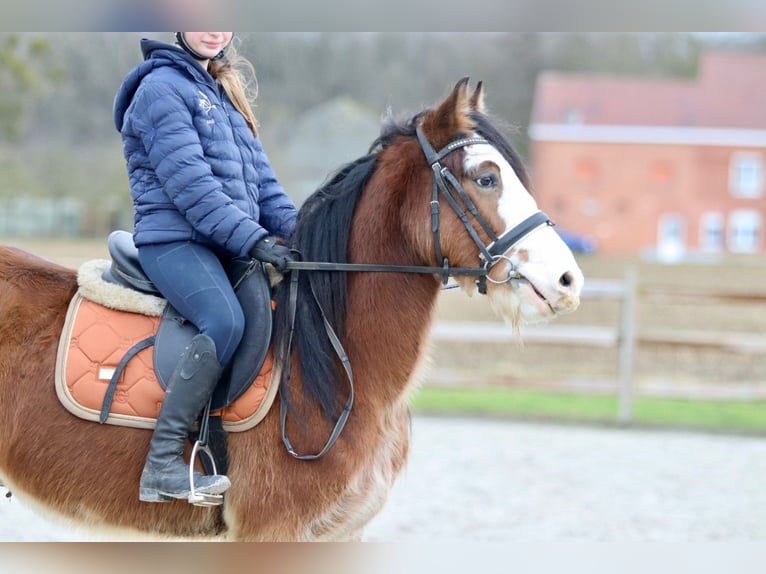 Tinker Caballo castrado 4 años 146 cm Castaño claro in Bogaarden