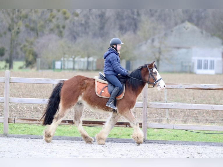 Tinker Caballo castrado 4 años 146 cm Castaño claro in Bogaarden