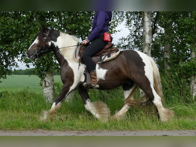 Tinker Caballo castrado 4 años 146 cm Pío in Lathen