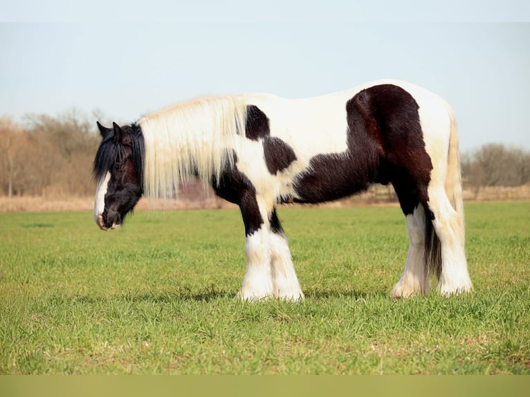 Tinker Caballo castrado 4 años 147 cm Pío in Ripley