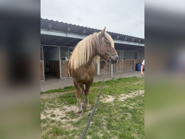 Tinker Mestizo Caballo castrado 4 años 149 cm Atigrado/Moteado in Teltow