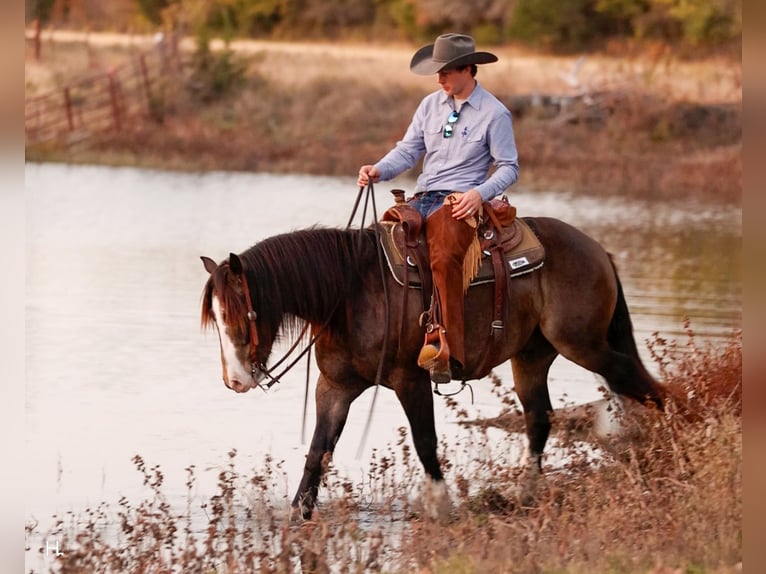Tinker Mestizo Caballo castrado 4 años 150 cm Buckskin/Bayo in Weatherford