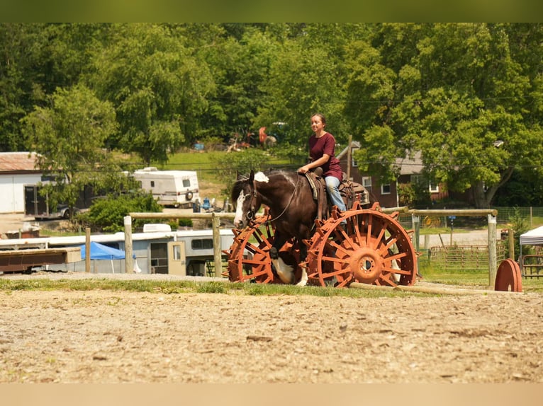 Tinker Mestizo Caballo castrado 4 años 150 cm in Fresno, OH