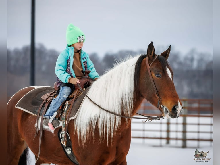 Tinker Mestizo Caballo castrado 4 años 150 cm Castaño rojizo in Auburn