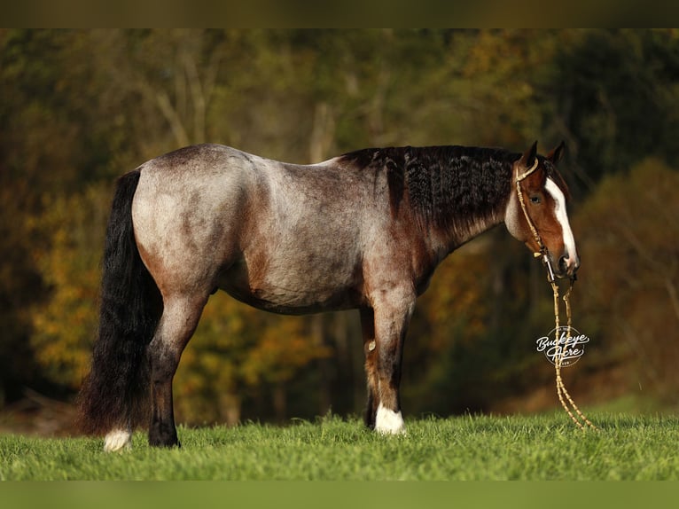 Tinker Mestizo Caballo castrado 4 años 150 cm Castaño-ruano in Millersburg
