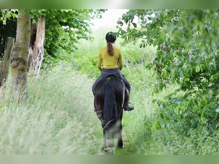 Tinker Caballo castrado 4 años 150 cm Negro in Bogaarden