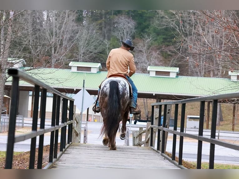 Tinker Mestizo Caballo castrado 4 años 150 cm Negro in Blairsville